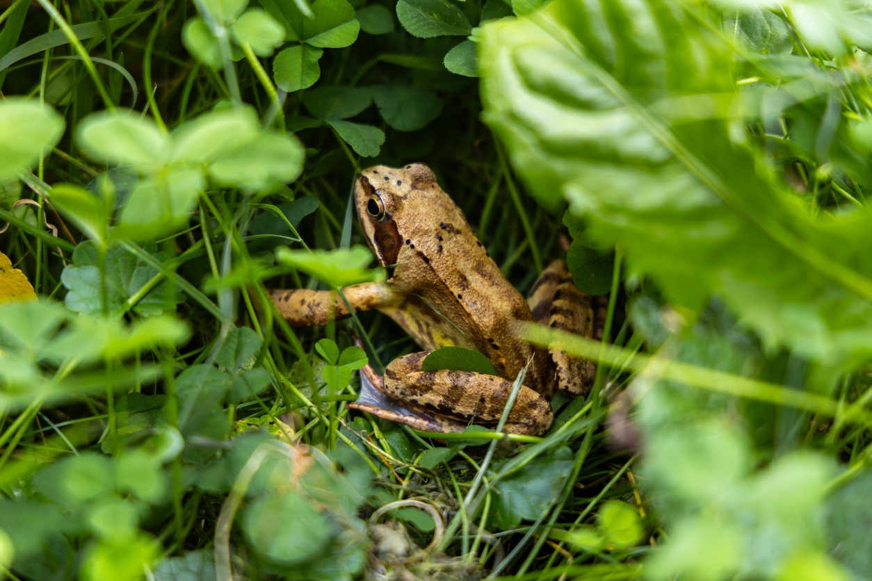 iStock-2231009530