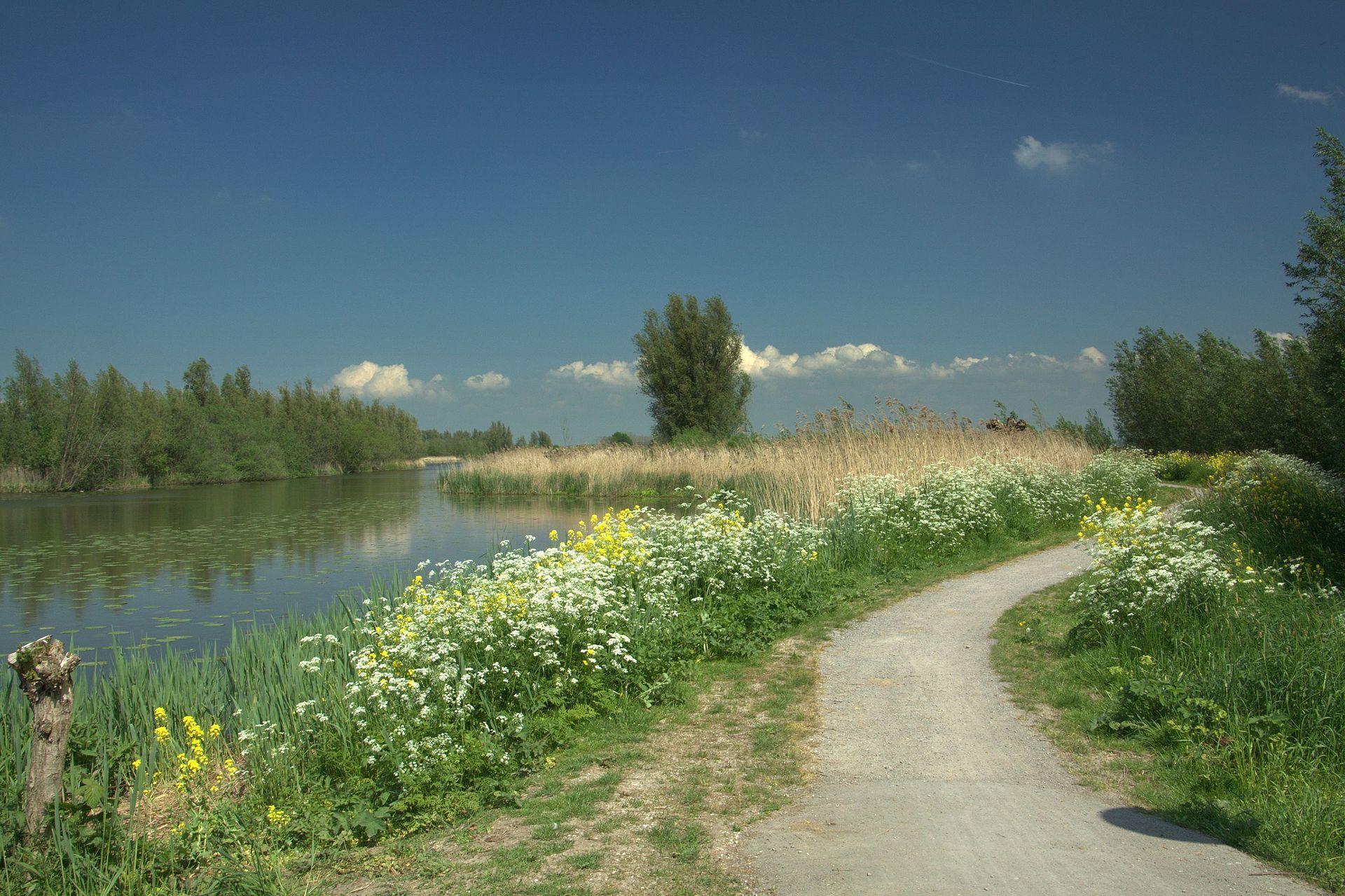 nederlands-landschap